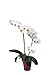 Foto Schmetterlingsorchideen-Set 'Eva Blattwerk', Orchideen-Pflanze mit 3 Rispen (LH 30-35 cm) + Keramiktopf violett + 30 ml Dünger, Phalaenopsis weiß-orange blühend von Evrgreen Rezension