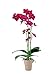 Foto Schmetterlingsorchideen-Set 'Giselle Blümchen', Orchideen-Pflanze XXL mit 3 Rispen (LH 50-60 cm) + Keramiktopf taupe + 30 ml Dünger, Phalaenopsis rot blühend von Evrgreen Rezension