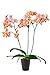 Foto Schmetterlingsorchideen-Set 'Heidi Blum', Orchideen-Pflanze mit 3 Rispen (LH 30-50 cm) + Keramiktopf anthrazit + 30 ml Dünger, Phalaenopsis orange blühend von Evrgreen Rezension