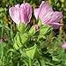 foto Semi di erbe - Malva / Malva - Malvaceae - diversi tipi(Malva / blu - Malva sylvestris) recensione