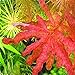 foto Pinkdose Piante acquatiche 200pcs Fai da Te Piante acquatiche Fish Tank per Aquarium Moss Erba per la casa Giardino Facile Crescere Alto Tasso di germinazione: 6 recensione