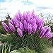 foto Kisshes Giardino - Semi di erba americana fioritura pampas (Cortaderia selloana) semi ornamentali di erba ornamentale rare recensione