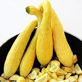 Zucchino giallo rugoso Friulano (Semente) foto, nuovo 2024, miglior prezzo EUR 1,10 recensione