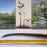 Mangrovia rossa (Rhizophora mangle) - 2 semi 20cm lungo foto, nuovo 2024, miglior prezzo EUR 17,50 recensione