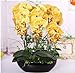 foto Pinkdose 100pcs Phalaenopsis Orchid Piante Piante Bonsai idroponica Fiore per Le Piante in Vaso Quattro Stagioni * Jardin Giardino Flores Sementes: Cancella recensione
