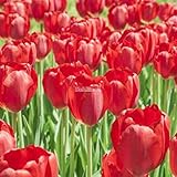 Kisshes Giardino - 100 Pezzi Bulbi di tulipano Semi di fiori Bulb Semi di fiori colorati Tulipani Bonsai Hardy Perenne foto, nuovo 2024, miglior prezzo EUR 1,99 recensione