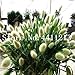 foto Pinkdose 100 Pz Coniglio Code Erba Bonsai Indoor Garden Festuca perenne Hardy Piante Ornamentali Facile Grow Bonsai Sementes: 7 recensione