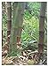 foto TROPICA - Bambù gigante (Dendrocalamus gigantea) - 50 Semi- Erbe/Bamboo recensione