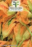 40 C.ca Semi Zucchino da fiori - Cucurbita Pepo In Confezione Originale Prodotto in Italia - Zucchine da fiore foto, nuovo 2024, miglior prezzo EUR 7,40 recensione