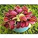 foto Pinkdose 50 Rare Insect-Catching pianta dei Bonsai da Giardino in Vaso Bonsai Piante Bonsai Roof Garden Carnivora Venere acchiappamosche Bonsai Farm Libero Sh: Blu recensione