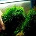 foto Pinkdose 100pcs / Bag Acquario Piante Bonsai Giardino Erba dell'Acqua Le Piante acquatiche Coperta Piante Ornamentali Erba Flores per la casa Fish Tank: 8 recensione