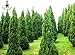 foto Pinkdose 50pcs di Vendita Caldo Piante Cypress Trees perenne conifera Bonsai Piante Crescita Naturale per Le Piante Giardino Domestico di DIY recensione
