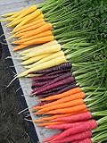 Shoopy Star Semi di carota - RAINBOW MISCELA sana del giardino Vegetable- OGM - 100 semi foto, nuovo 2024, miglior prezzo  recensione