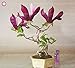 foto Pinkdose impianto 10pcs perenne Magnolia pianta Bonsai Fiore Interno o Esterno Piante da Vaso Casa Giardino di Piante: 2 recensione