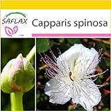 SAFLAX - Set per la coltivazione - Cappero - 25 semi - Capparis spinosa foto, nuovo 2024, miglior prezzo EUR 9,75 recensione