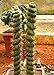 foto Pinkdose Spedizione Gratuita Multifarious Piante Ornamentali 100 Piante di Cactus Attraente Impressionante: Giallo recensione