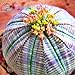 foto Pinkdose Spedizione Gratuita Multifarious Piante Ornamentali 100 Piante di Cactus Attraente Impressionante: Verde recensione