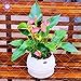foto Pinkdose impianto di 100pcs / Bag Anthura Bonsai Fiore Anthurium Andraeanu plsnt Balcone in Vaso Pianta Bonsai Giardino della casa in Vaso: 2 recensione