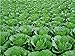 foto Pinkdose 50pcs Piante di Cavolo Rare Piante cicoria Verdura di Alta qualitÃ  e Piante Piante organiche per la casa Giardino * Fai da Te Semen Plant Farm: Verde recensione