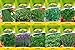 foto 10 varietà | Assortimento di semi di erbe | adatto per principianti | ora prezzo speciale invernale recensione