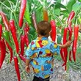 Giant spezie rare peperoncino piccante Red Pepper, 10 semi, verdure calde TS234T commestibili foto, nuovo 2024, miglior prezzo EUR 1,29 recensione