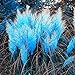 foto Bornbayb 1000 pezzi semi di erba pampas semi di erba per piantare giardini (blu, rosa, viola, bianco, giallo) recensione