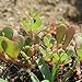 foto Semi di erbe - Portulaca / Portulaca oleracea - Portulacaceae - diversi tipi(Portulaca - verde) recensione