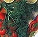 foto Erbe - Aneto Mammuth - Anethum graveolens - 50g Semi - Confezione Grande recensione