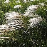 Erba di piuma, Semi di erba europea - Stipa pennata foto, nuovo 2024, miglior prezzo EUR 3,44 recensione