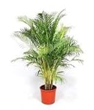 Dypsis Lutescens, Areca Palms Palma de Oro de caña de la planta ornamental Semilla - 25 semillas Foto, nuevo 2024, mejor precio 9,78 € revisión