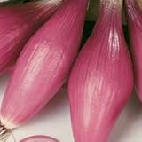 Rossa Lunga Torpedo Onion Seeds- Heirloom Italian Variety- 200+ Seeds Photo, new 2024, best price $2.99 review