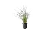 Muhly Grass - 2 Live Gallon Size Plants - Muhlenbergia Capillaris - Hairawn Muhly | Drought Tolerant Pink Blooming Ornamental Grass Photo, new 2024, best price $54.98 review