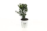 4.5 in. qt. Sprinter Boxwood (Buxus) Live Evergreen Shrub, Green Foliage Photo, new 2024, best price $16.71 review
