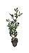 Photo Winter Green Korean Boxwood - 20 Live Plants - Buxus Microphylla - Fast Growing Cold Hardy Formal Evergreen Shrub review