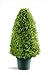 Photo National Tree Company Artificial Shrub | Includes Pot Base | Upright Juniper - 30 Inch review
