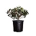 Photo Eleanor Taber Indian Hawthorn (2.4 Gallon) Pink Blooming Evergreen Shrub - Full Sun Live Outdoor Plant review