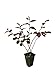 Photo Loropetalum 'Plum Delight' - Chinese Fringe Flower - 10 Live Plants - Evergreen Flowering Shrub review
