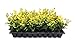 Photo Ligustrum Japonicum 'Howardi' - 10 Live Plants - Evergreen Privacy Hedge Yellow Tip Shrub review