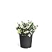 Photo Brighter Blooms - Dwarf Radicans Gardenia Shrub - Indoor/Outdoor Flowering Plant, 3 Gallon, No Shipping to AZ review