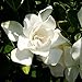 Photo Jubilation Gardenia (2 Gallon) Flowering Evergreen Shrub with Fragrant White Blooms - Full Sun to Part Shade Live Outdoor Plant / Bush - Southern Living Plants review