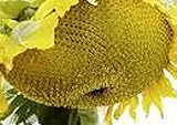 25 Seeds (NS) Sunzilla Sunflower Photo, new 2024, best price $40.00 review