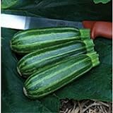 Bush Baby Squash Seeds (25 Seed Packet) (More Heirloom, Organic, Non GMO, Vegetable, Fruit, Herb, Flower Garden Seeds at Seed King Express) Photo, new 2024, best price $4.79 review