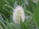 100 BUNNY TAILS GRASS (Hares Tail) Ornamental Lagurus Ovatus Seeds Photo, new 2024, best price $3.00 review