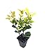 Photo Ligustrum Japonicum Howardi - 10 Live Plants - Privet Howardii - Variegated Evergreen Shrub review