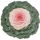 Ornamental Kale Seeds - Pigeon Pink Seeds - UNTREATED - F1 - (Hybrid Seeds Bred for Beauty and-or Heartiness) Seeds - UNTREATED - 50 Seeds Photo, new 2024, best price $4.99 ($0.10 / Count) review