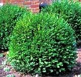Green Gem Boxwood - Evergreen Stays 3ft with No Pruning - Live Plants in Gallon Pots by DAS Farms (No California) Photo, new 2024, best price $32.99 review