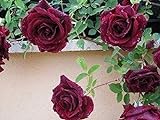 200 piezas de semillas de rosas trepadoras trepadoras de color rojo oscuro muy hermosas flores trepadoras ornamentales Foto, nuevo 2024, mejor precio 4,99 € revisión