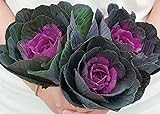 David's Garden Seeds Flower Kale Crane Red 5995 (Red) 50 Non-GMO, Hybrid Seeds Photo, new 2024, best price $4.45 review