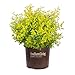 Photo Sunshine Ligustrum (2 Gallon) Evergreen Shrub with Bright Yellow Foliage - Full Sun Live Outdoor Plant - Southern Living Plants… review