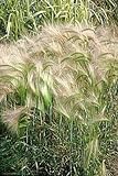 200 Squirrel Tail Grass (Foxtail Barley) Hordeum Jubatum Ornamental Seeds Photo, new 2024, best price $3.00 review